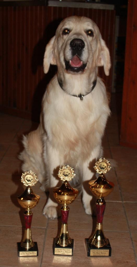 Olda - the best dog - Dual purpose.jpg